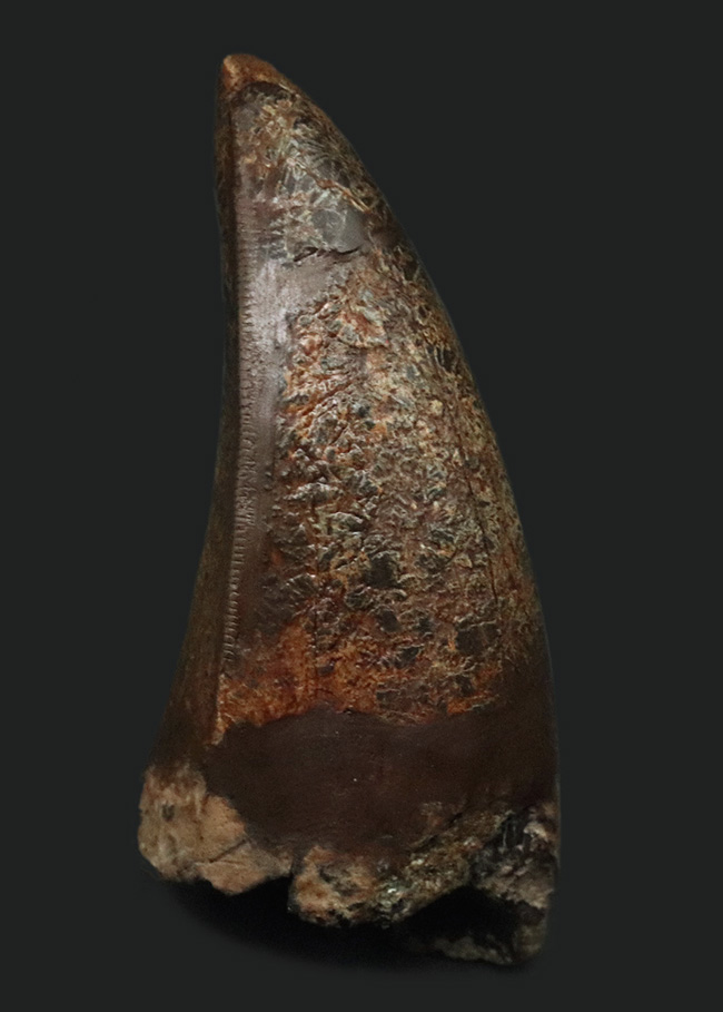 オールドコレクション。ロングカーブ計測8センチ、紛れもない成体歯