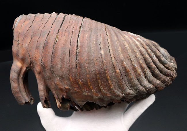 パーフェクト！珍しい産地、リトアニア産のケナガマンモス（Mammuthus