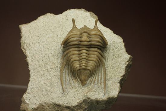 あの愛らしい繊細三葉虫が登場！ロシア産希少種キベレ・ベラトゥラ