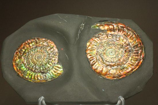 最高級の輝きカロセラス・ジョンストニ（Caloceras Johnstoni）マルチ