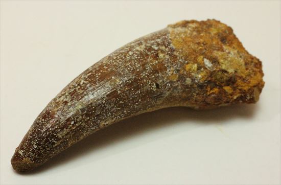 人気肉食恐竜スピノサウルスの歯化石(Spinosaurus tooth) 恐竜 販売