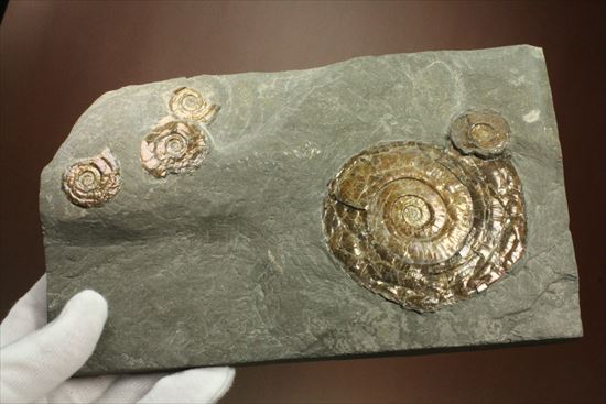 5つのアンモナイトが漂う、ジュラ紀の光るアンモナイトプレート標本