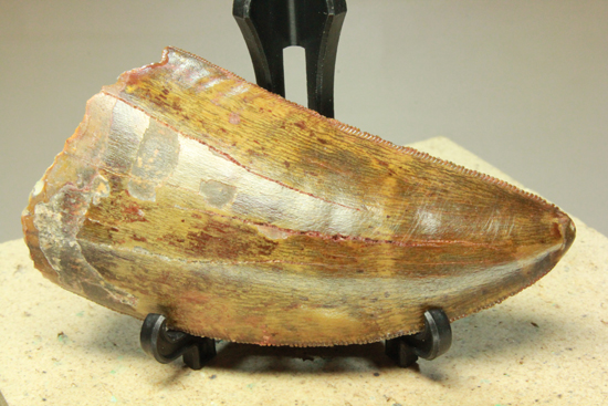 図鑑が現実に！伝説的なギガノトサウルス歯化石 恐竜 販売