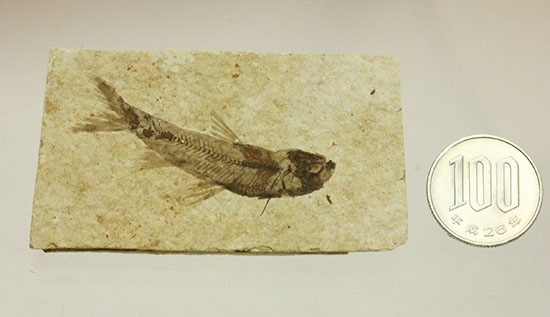 優秀な保存状態。約5000万年前の魚化石ナイティア(knightia) 化石 販売