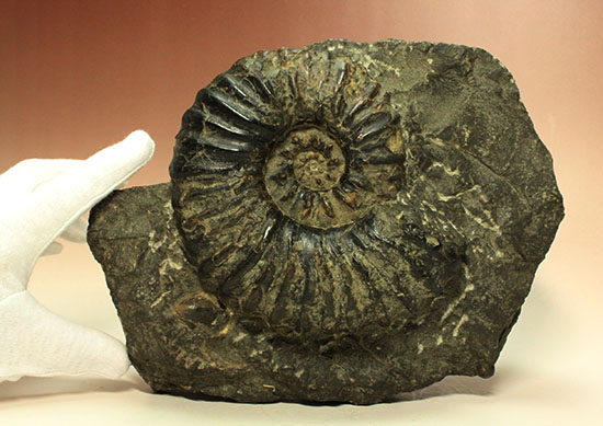 アカントセラス科の元祖的存在！貴重標本北海道アンモナイト