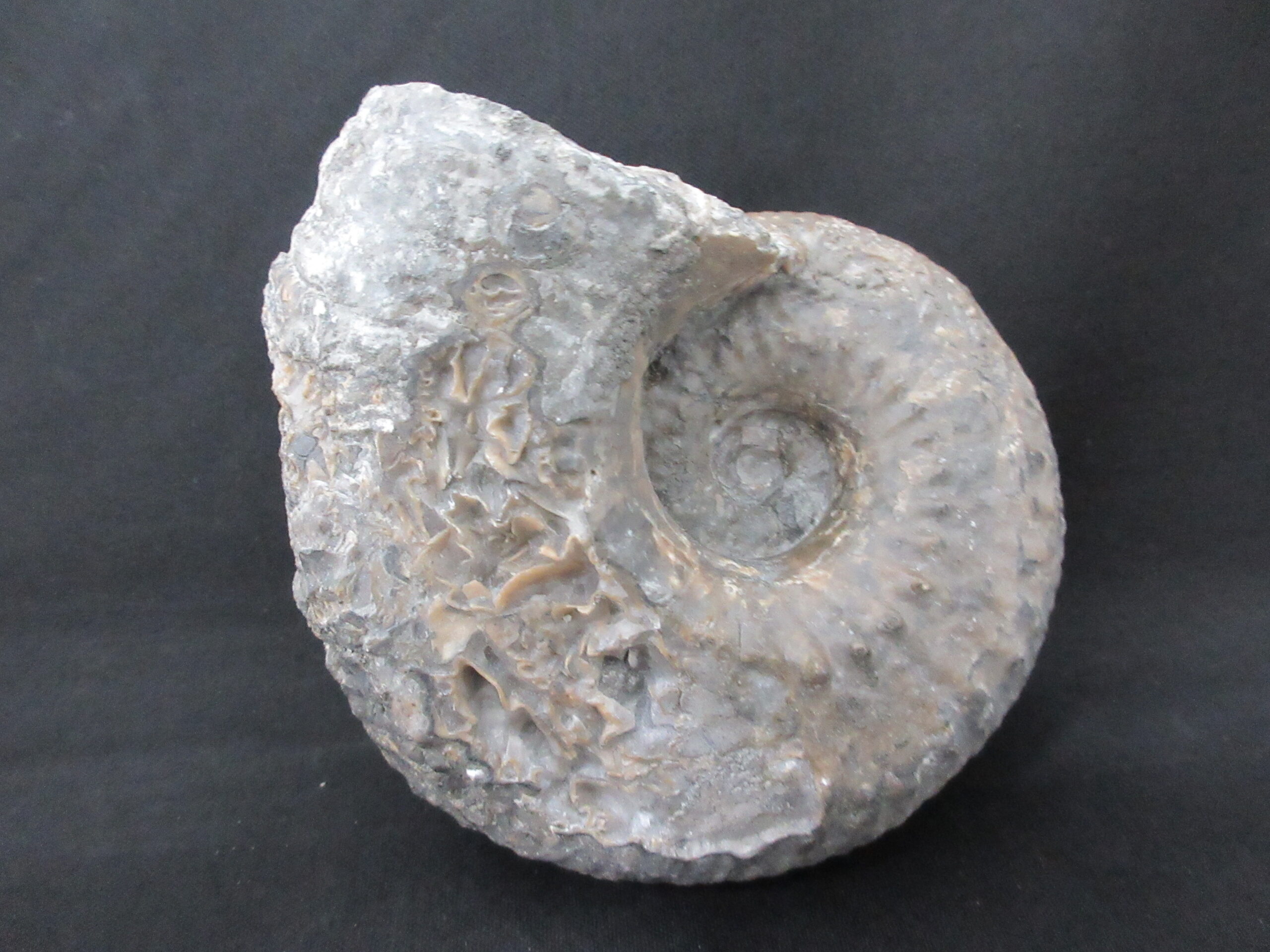 アンモナイト化石 Liparoceras | 商品一覧 | KASEKIYA