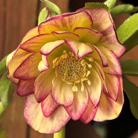 クリスマスローズ入荷情報 第4弾 - 京成バラ園 - Keisei Rose Garden