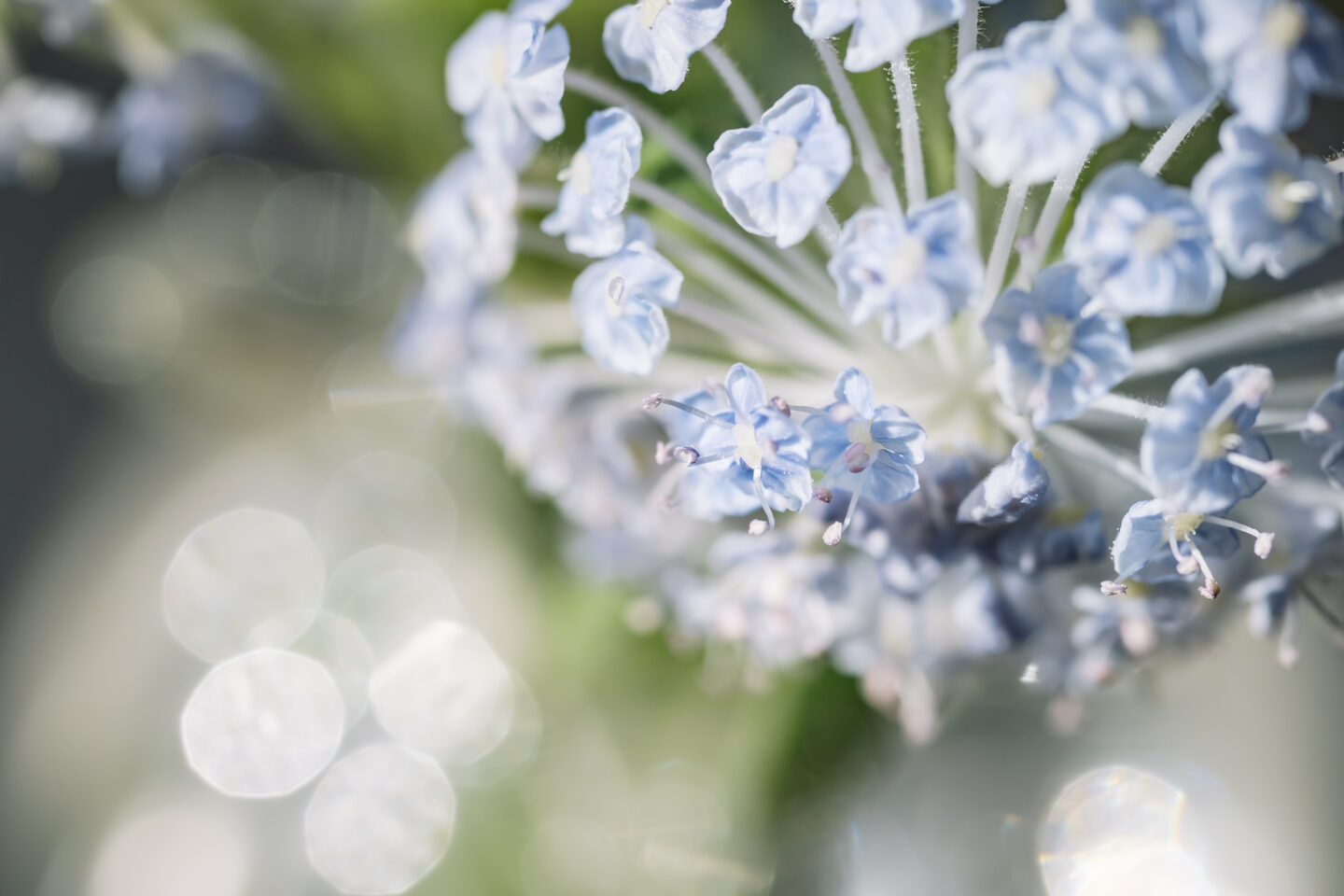 ニコン NIKKOR Z DX MC 35mm f/1.7レビュー｜軽くて寄れる、明るくて