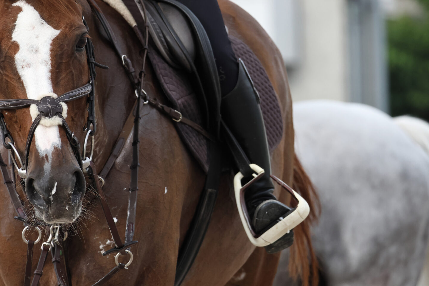 キヤノン RF100-400mm F5.6-8 IS USM レビュー｜中西祐介 | ShaSha