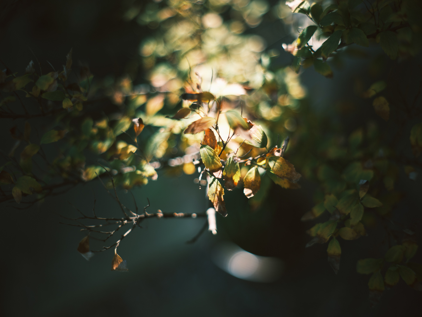 オールドレンズを始めよう！作例編Vol.5：Super-Takumar 55mm F1.8で