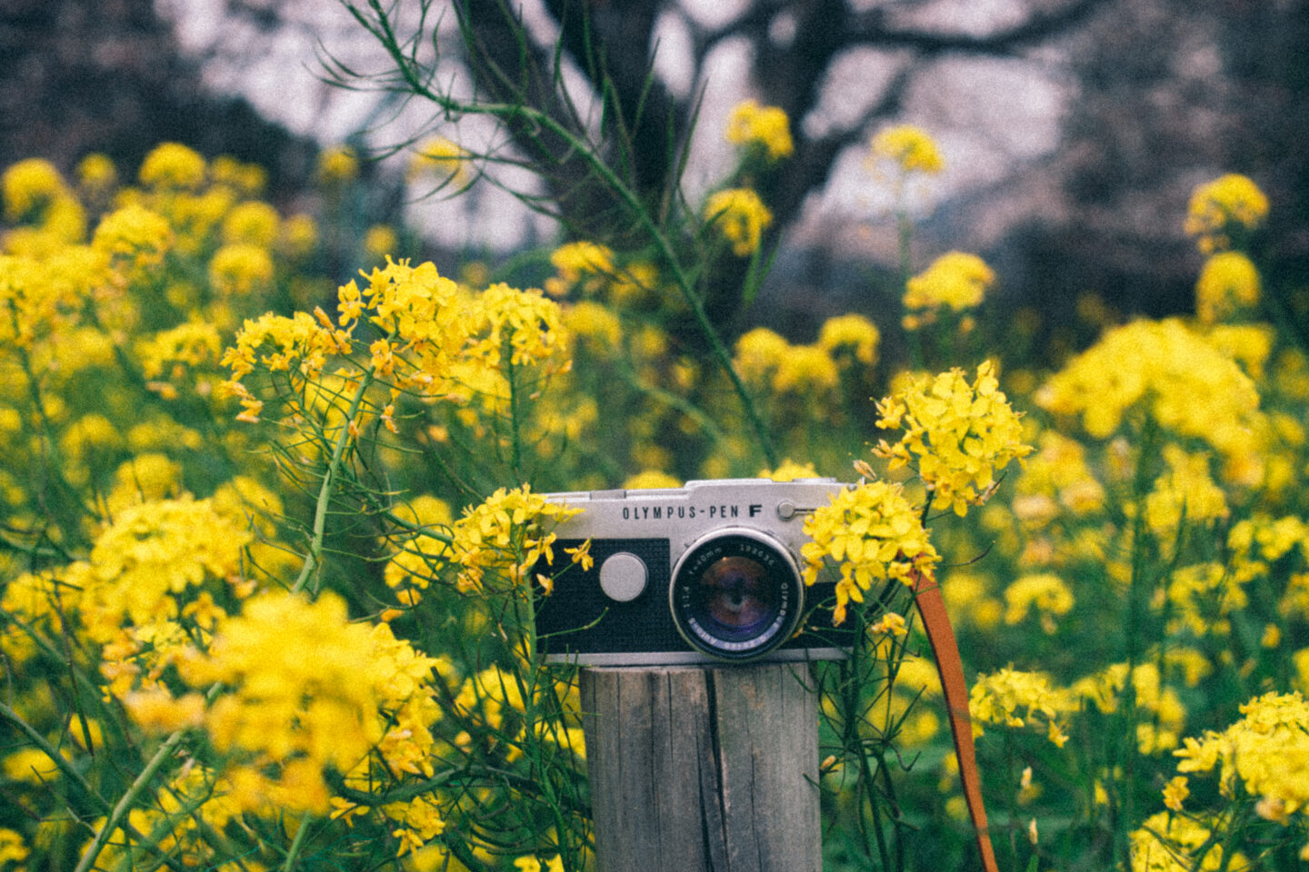 オリンパス PEN FT 縦型ファインダーでのぞく世界｜フィルムの世界を