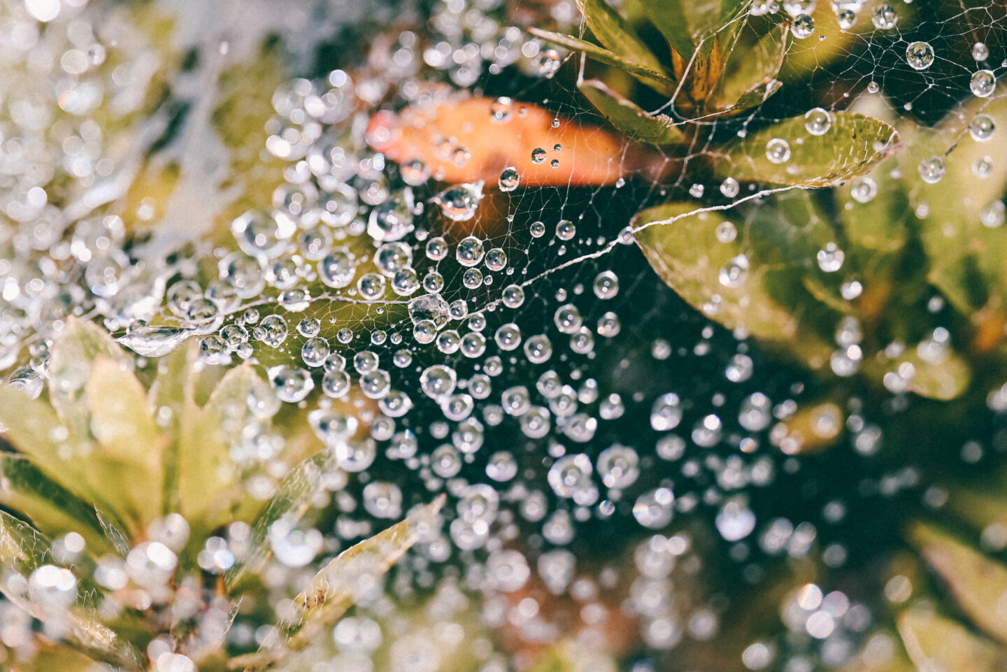 タムロン 90mm F/2.8 Di III MACRO VXDで撮るアートな世界 | ShaSha