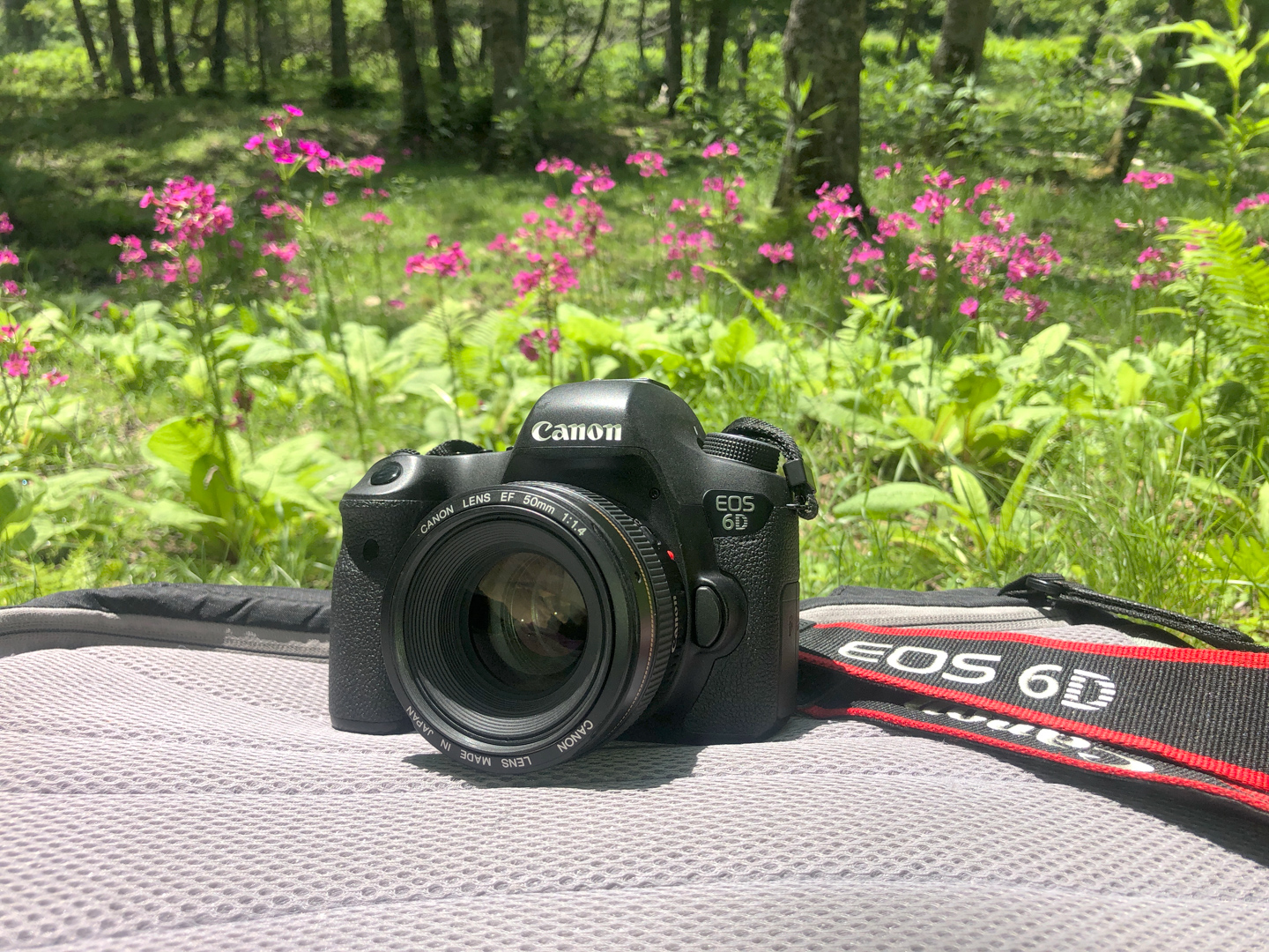 ネイチャースナップのすすめ｜標準レンズでレンズの基本を学ぼう | ShaSha