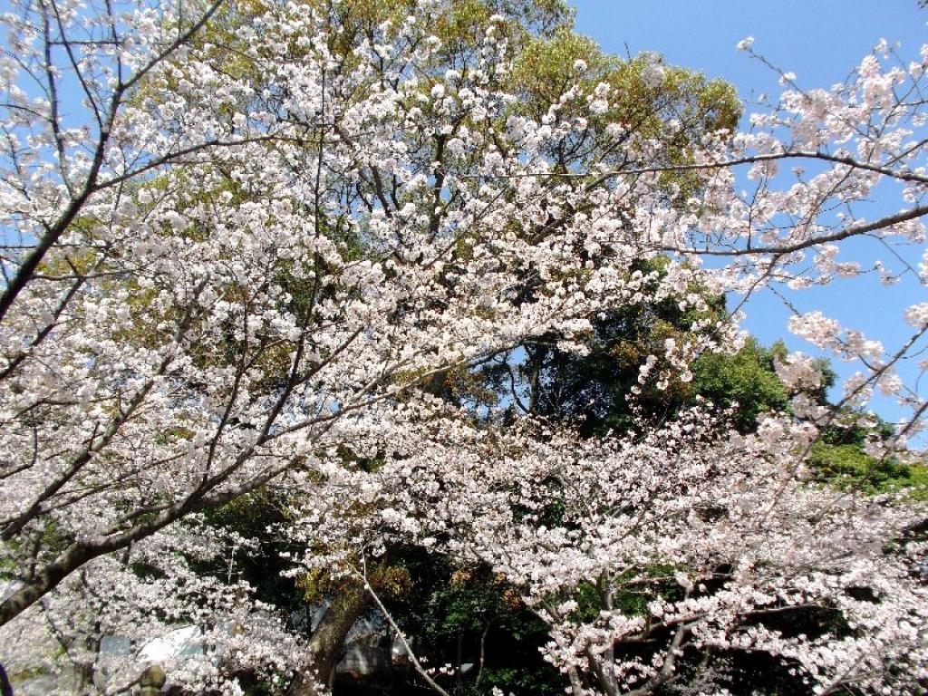 日峯神社の桜|常設展示室|北九州市 時と風の博物館