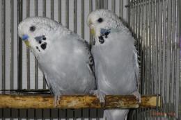 IN-4188 セキセイインコ・グレイ色の雄雌で | キットウココ ペット部