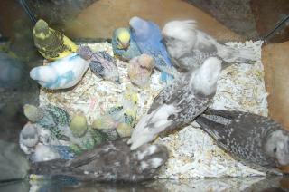 IN-718 HFオカメインコの雛 挿し餌中(地元販売限定品) | キットウココ