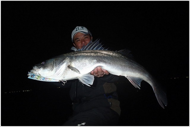 ツララ ハーモニクス コローナ89MSC-HXストローセッティング