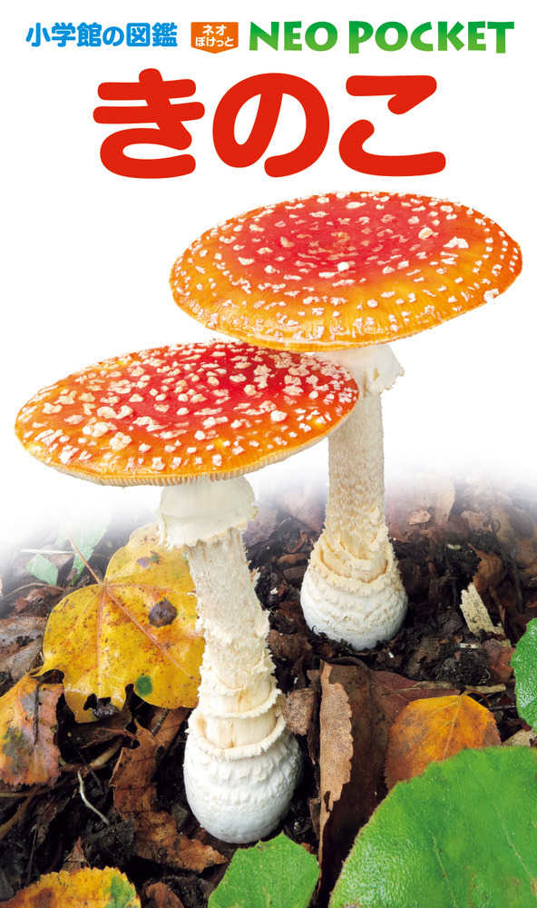 きのこ / 保坂健太郎/大作晃一 - 紀伊國屋書店ウェブストア