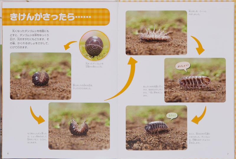 ダンゴムシ (いきものとなかよし はじめての飼育) ：今泉忠明 - 金の星社