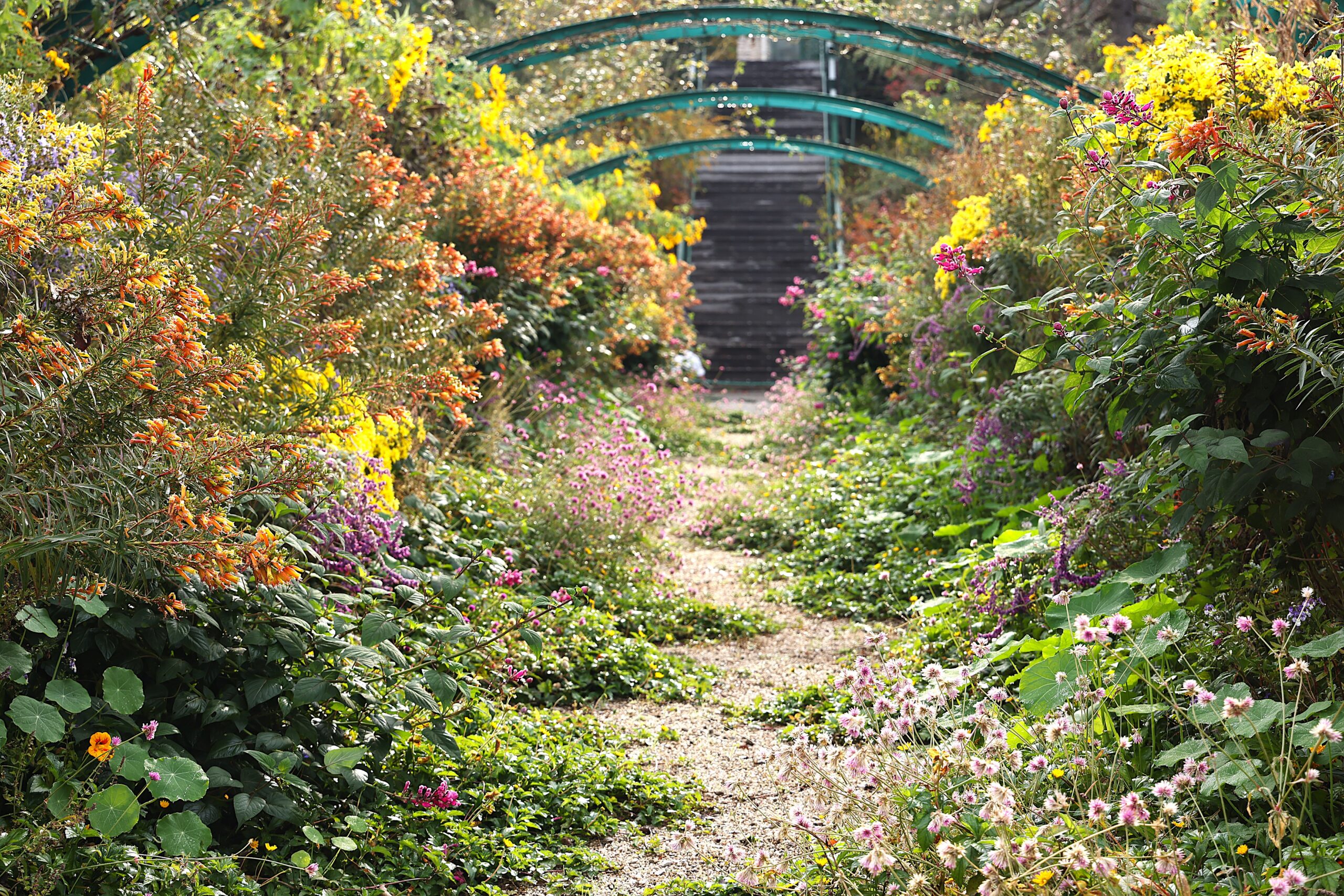 見ごろの花 12月【冬期休園12/6，7のみ開園】 – 北川村「モネの庭