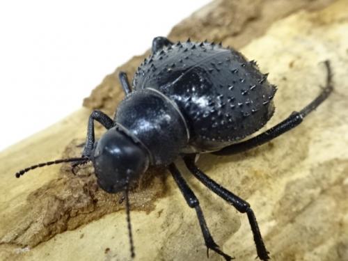 くわかぶプラネット / 【WD】ゴミムシダマシsp.(単品)