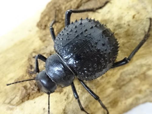 ウズベキスタン産 ゴミムシダマシ 27mm ウズベキスタン産