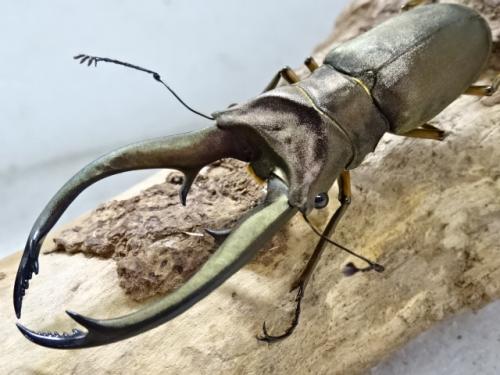 くわかぶプラネット / 【WD】トルンカートゥスホソアカクワガタペア