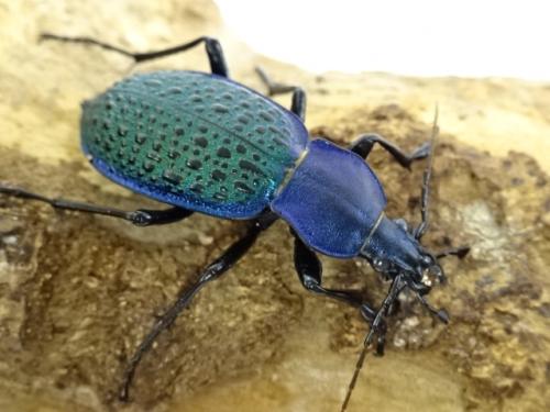 ブルーで凄く美しいカブリモドキ！ ブルーで凄く美しいカブリモドキ！