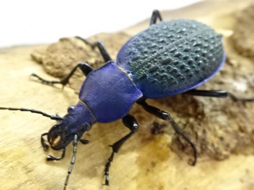 くわかぶプラネット / 【WD】カブリモドキ(C.elysii xiaoganicus)ペア