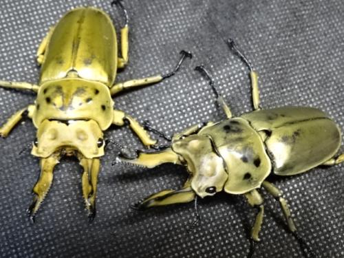 くわかぶプラネット / 【WD】モセリオウゴンオニクワガタペア(シルバー