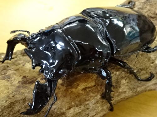 くわかぶプラネット / 【超大型】タランドゥスオオツヤクワガタペア