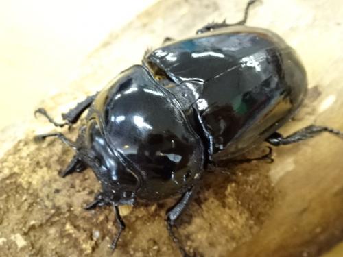 くわかぶプラネット / タランドゥスオオツヤクワガタ(メス単品)