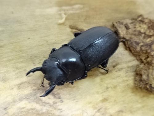 くわかぶプラネット / アマミシカクワガタペア