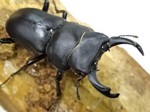 だ*お様 特大!! 54.1㎜ ヒメオオクワガタ 特大!! 54.1㎜ ヒメ