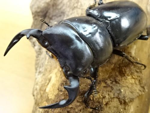 くわかぶプラネット / ベトナムアンタエウスオオクワガタペア