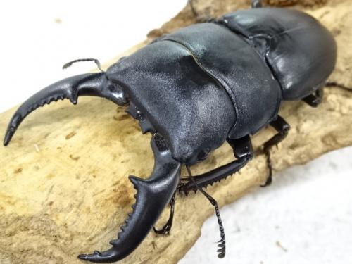 くわかぶプラネット / 【WD】ラオスオオヒラタクワガタ(fafner)ペア