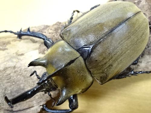 くわかぶプラネット / ギアスゾウカブト(ポリオン)♂94mm単品