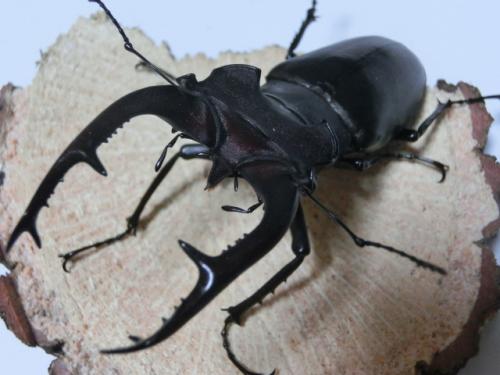 くわかぶプラネット / ユダイクスミヤマ