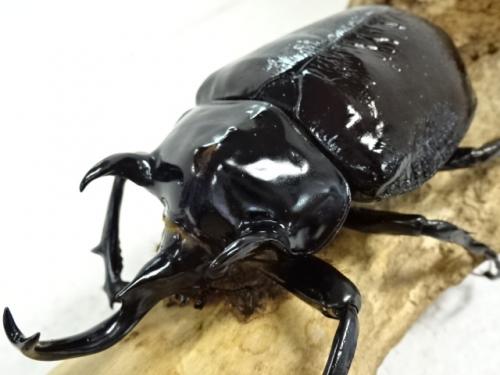 くわかぶプラネット / マルスゾウカブト(オス単品)