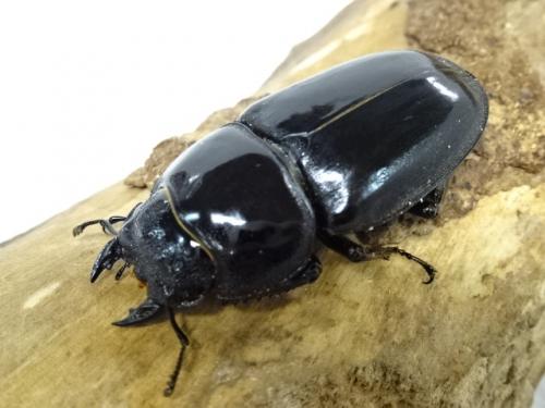 くわかぶプラネット / オキナワヒラタクワガタペア