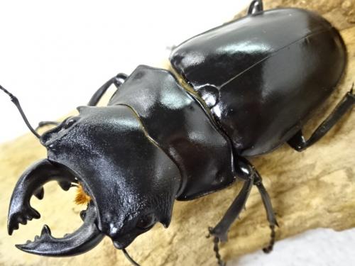 くわかぶプラネット / 【WD】スチーブンスツヤクワガタ(原名亜種)ペア