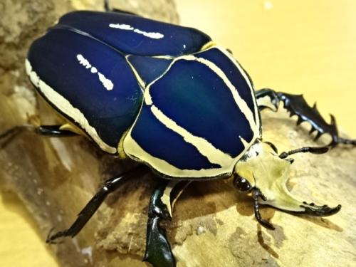 くわかぶプラネット / ウガンデンシスオオツノカナブンペア(ブルー)