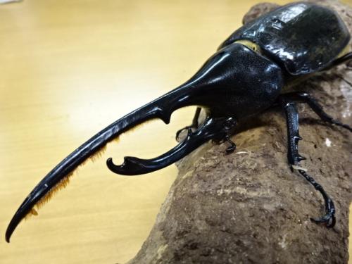 くわかぶプラネット / 【WD】ヘラクレスリッキーペア