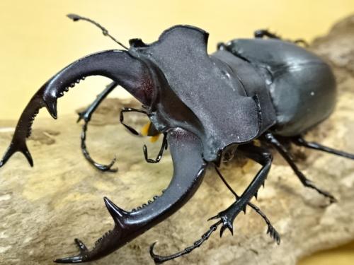 くわかぶプラネット / ユダイクスミヤマクワガタペア