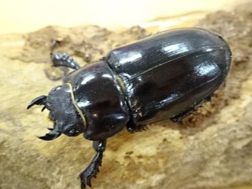 くわかぶプラネット / ユダイクスミヤマクワガタペア