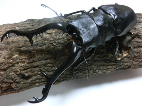 くわかぶプラネット / ギラファノコギリクワガタ(ケイスケ)幼虫 3頭セット