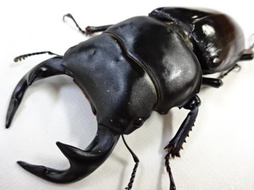 くわかぶプラネット / 【大型】インドグランディスオオクワガタペア