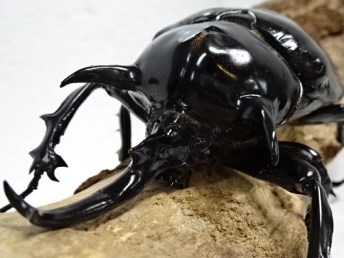 あ*あ様 ペルー産マルスゾウカブト 110mm あ*あ様 ペルー産