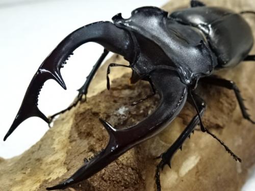 くわかぶプラネット / アクベシアヌスミヤマクワガタペア