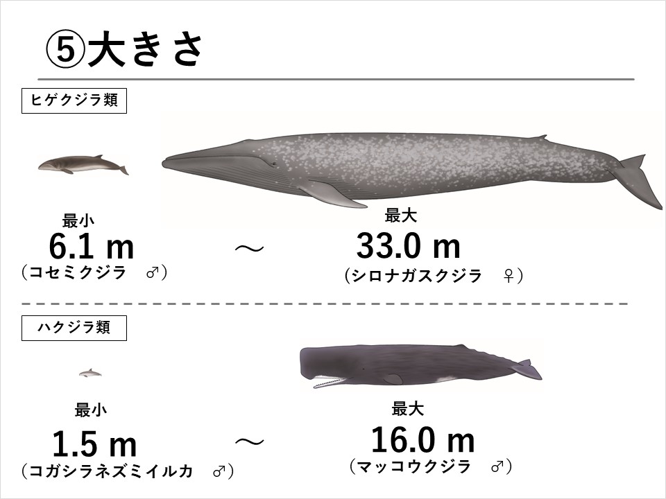 クジラを学ぼう！】第2回 クジラの種類について | くじらタウン